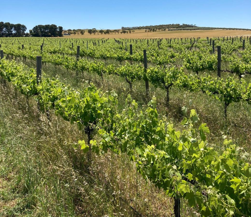 Belalie Wines Villa Jamestown Bagian luar foto